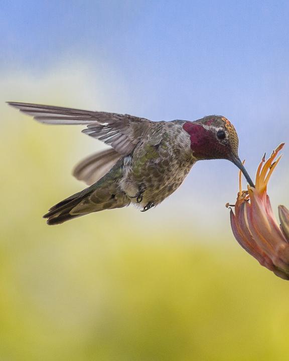 Anna's Hummingbird Photo by Anthony Gliozzo