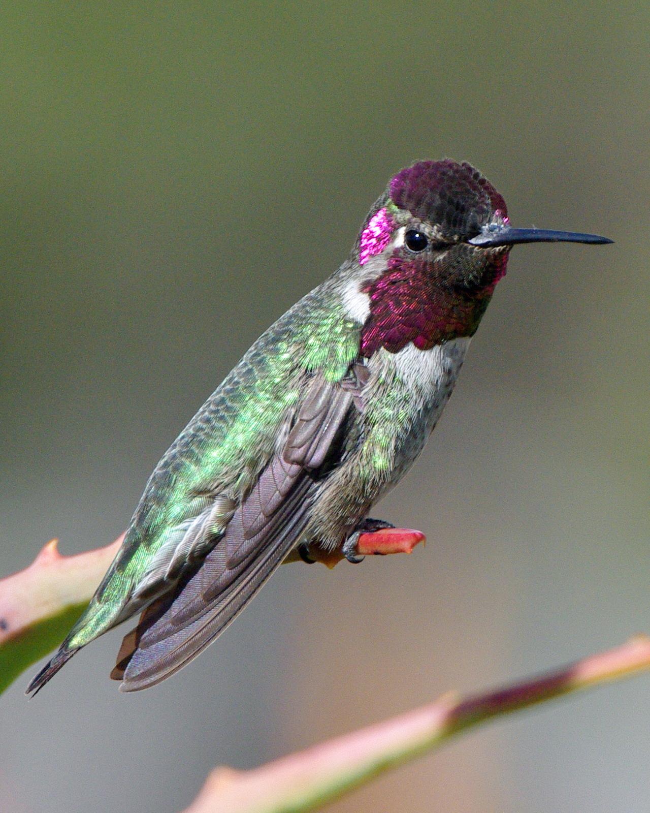 Anna's Hummingbird Photo by Robert Polkinghorn