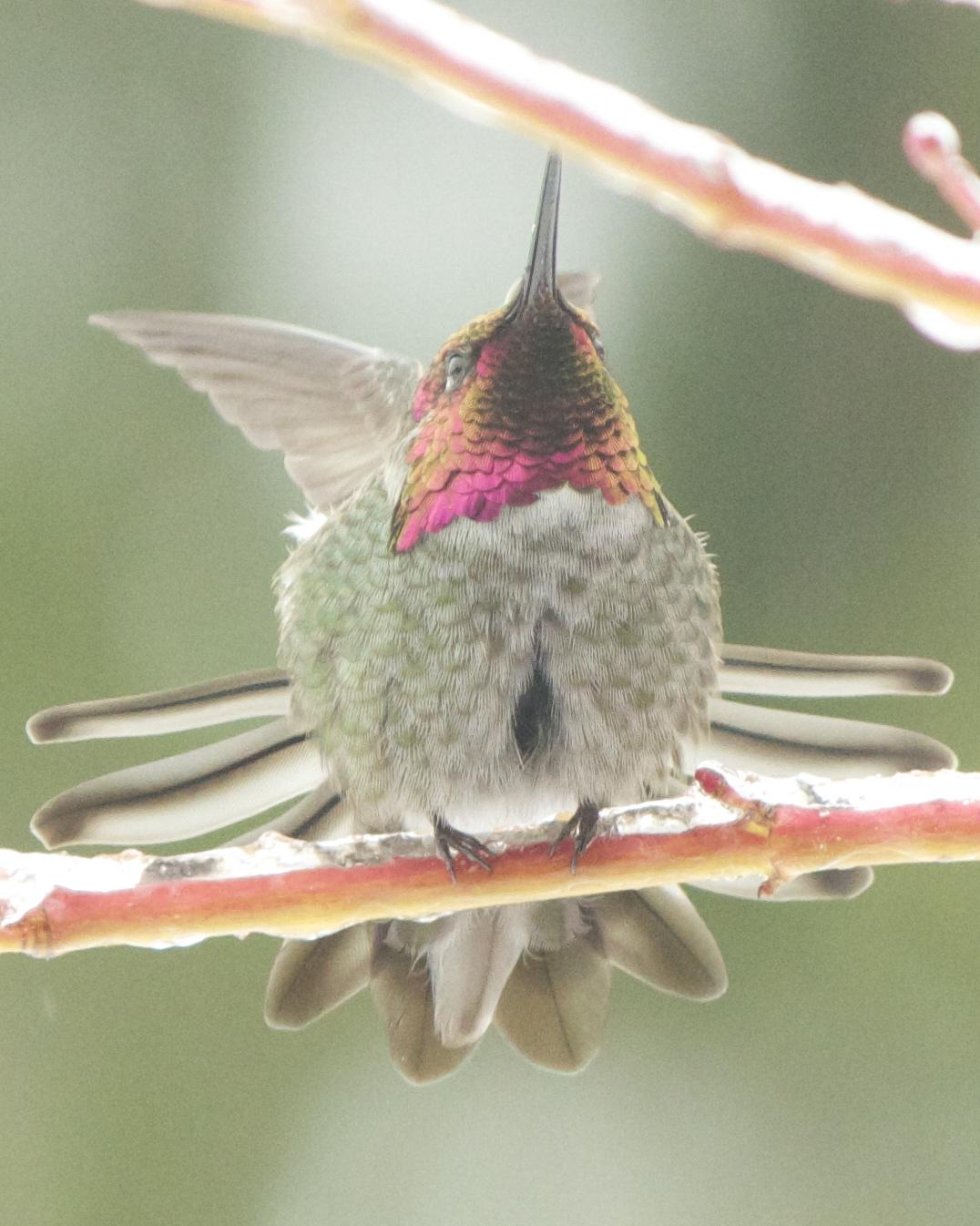 Anna's Hummingbird Photo by Mark Baldwin