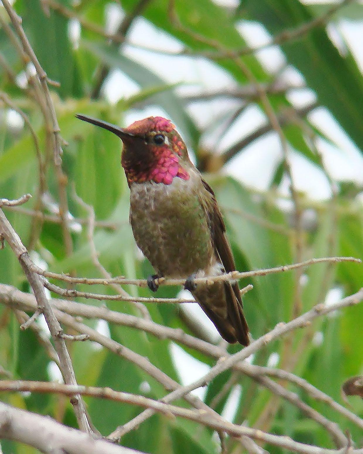 Anna's Hummingbird Photo by Mario Pineda