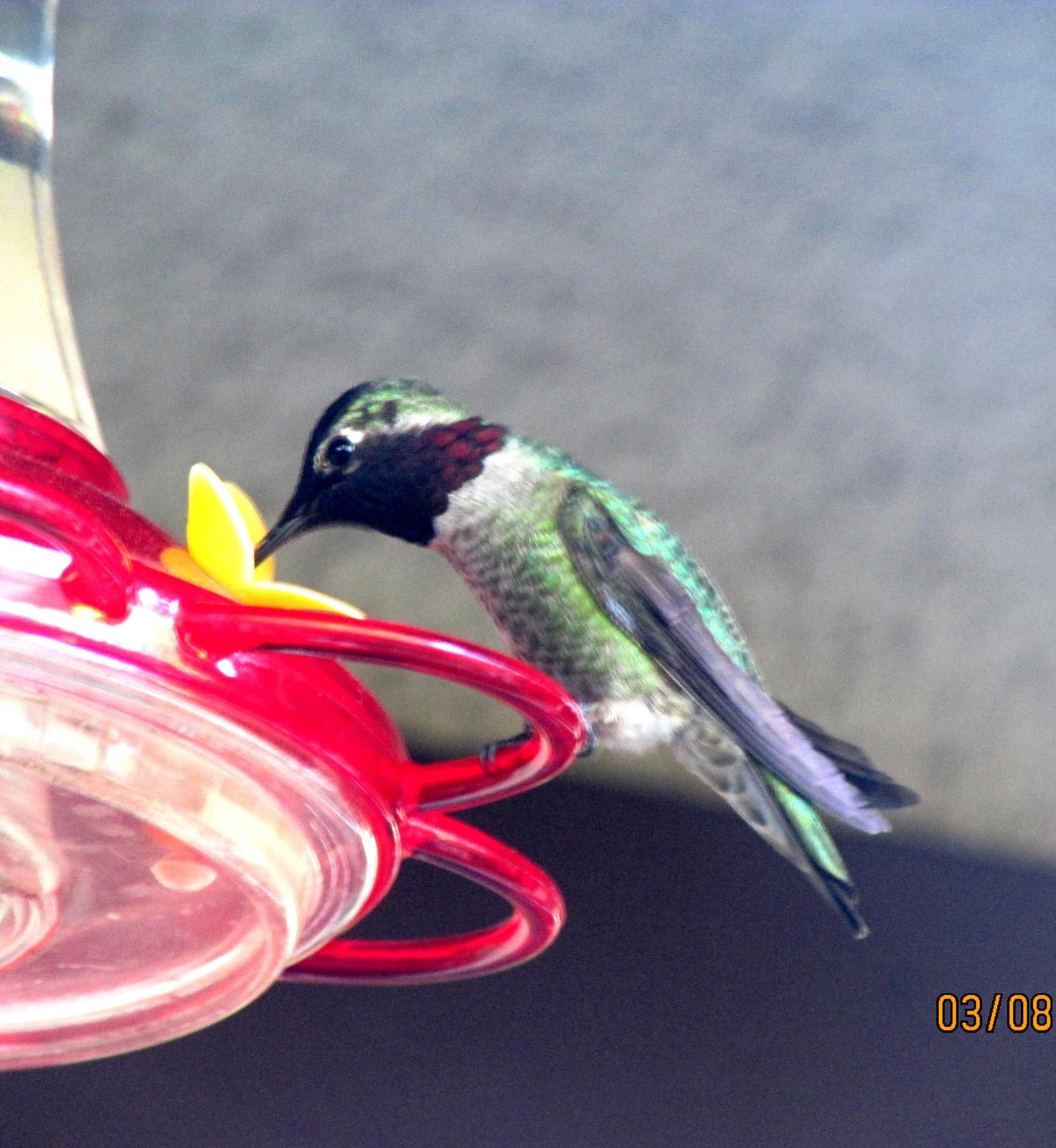 Anna's Hummingbird Photo by Lucille Lynch