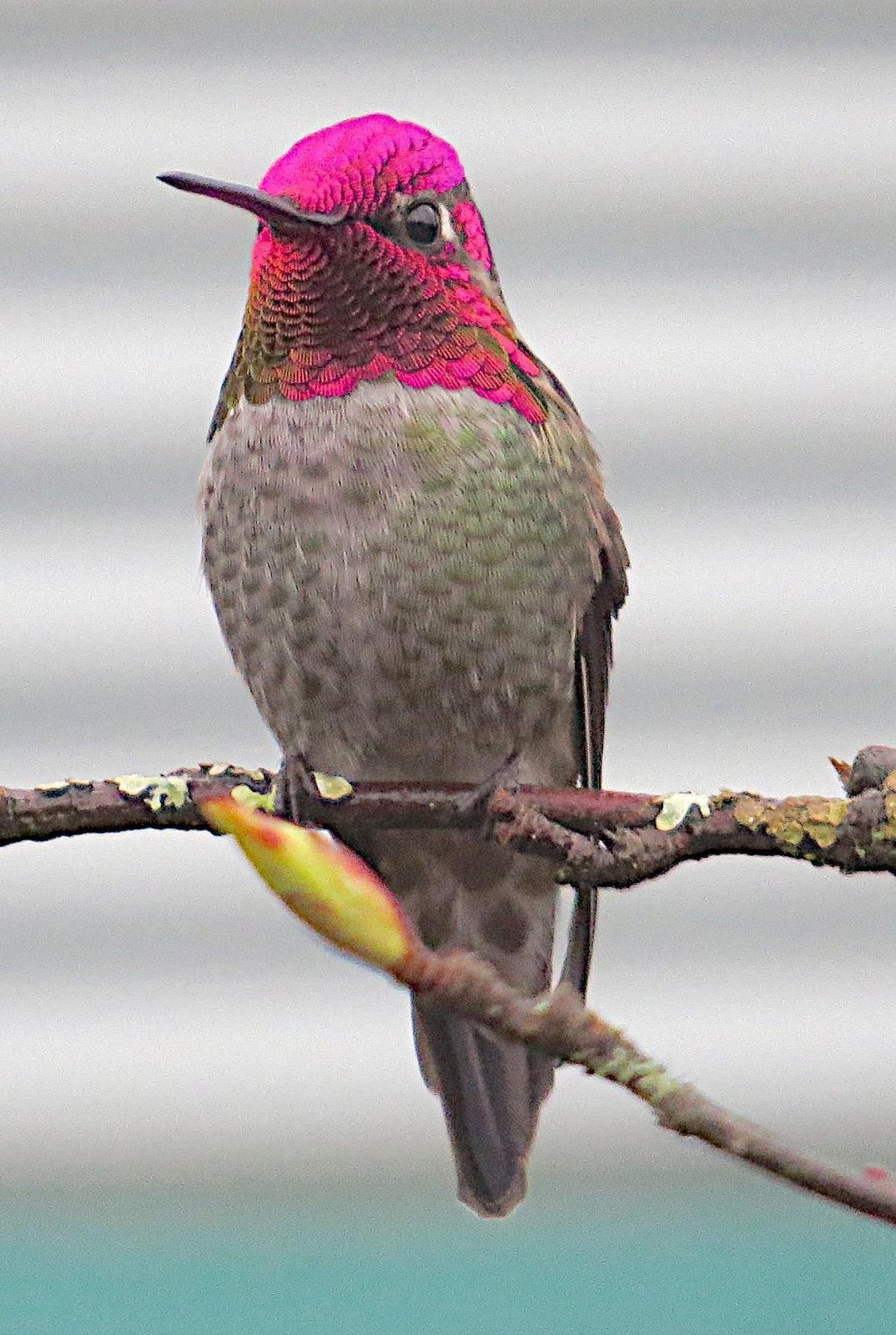 Anna's Hummingbird Photo by Brian Avent