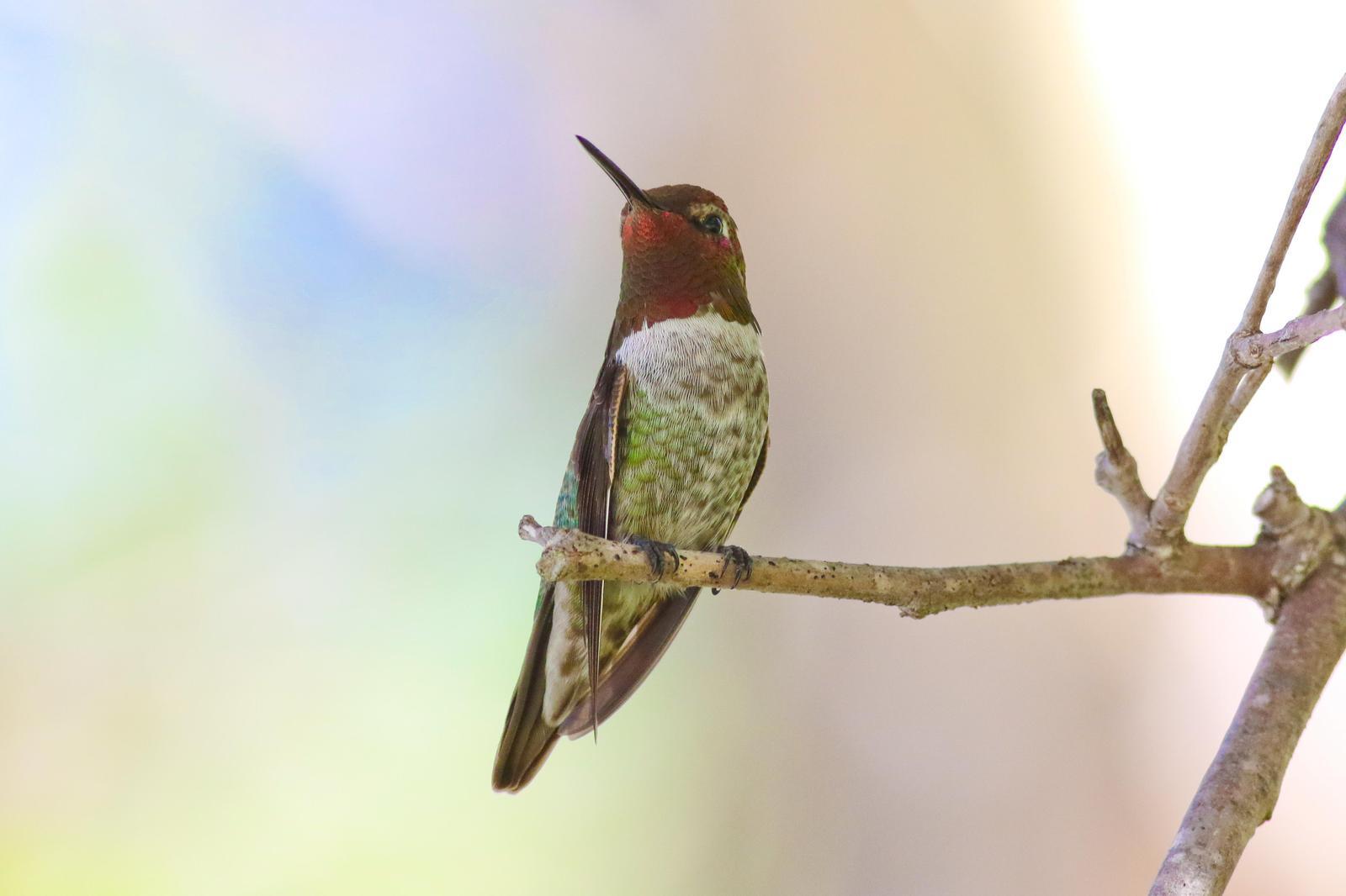 Anna's Hummingbird Photo by Tom Ford-Hutchinson