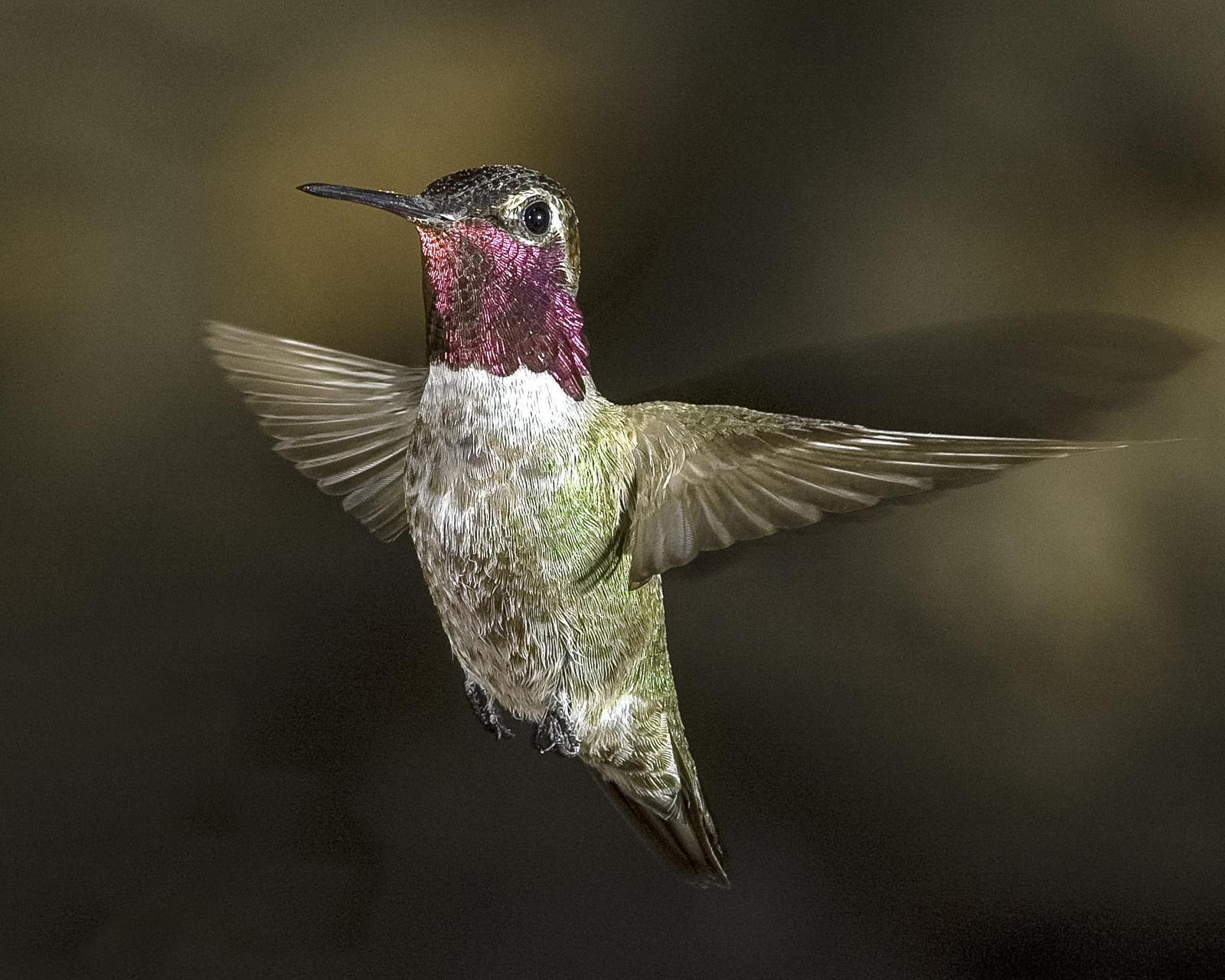 Anna's Hummingbird Photo by Mason Rose
