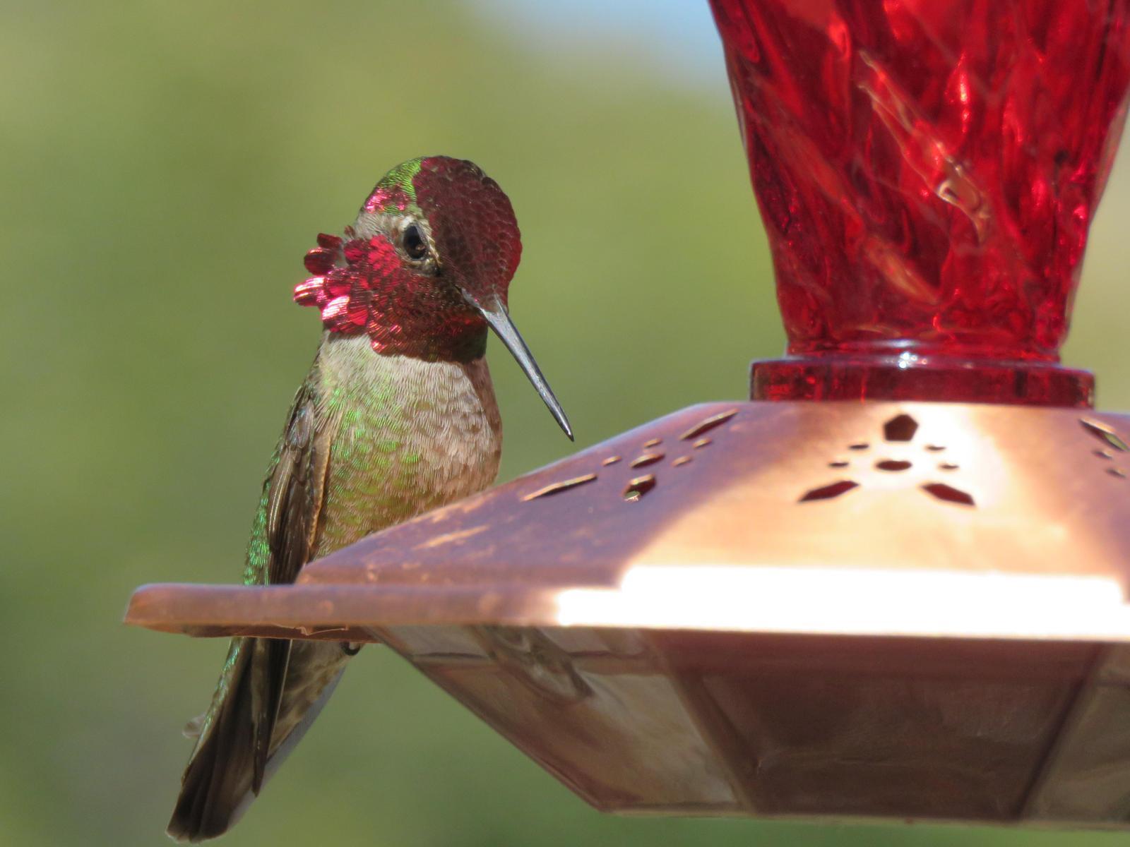 Anna's Hummingbird Photo by Nolan Keyes