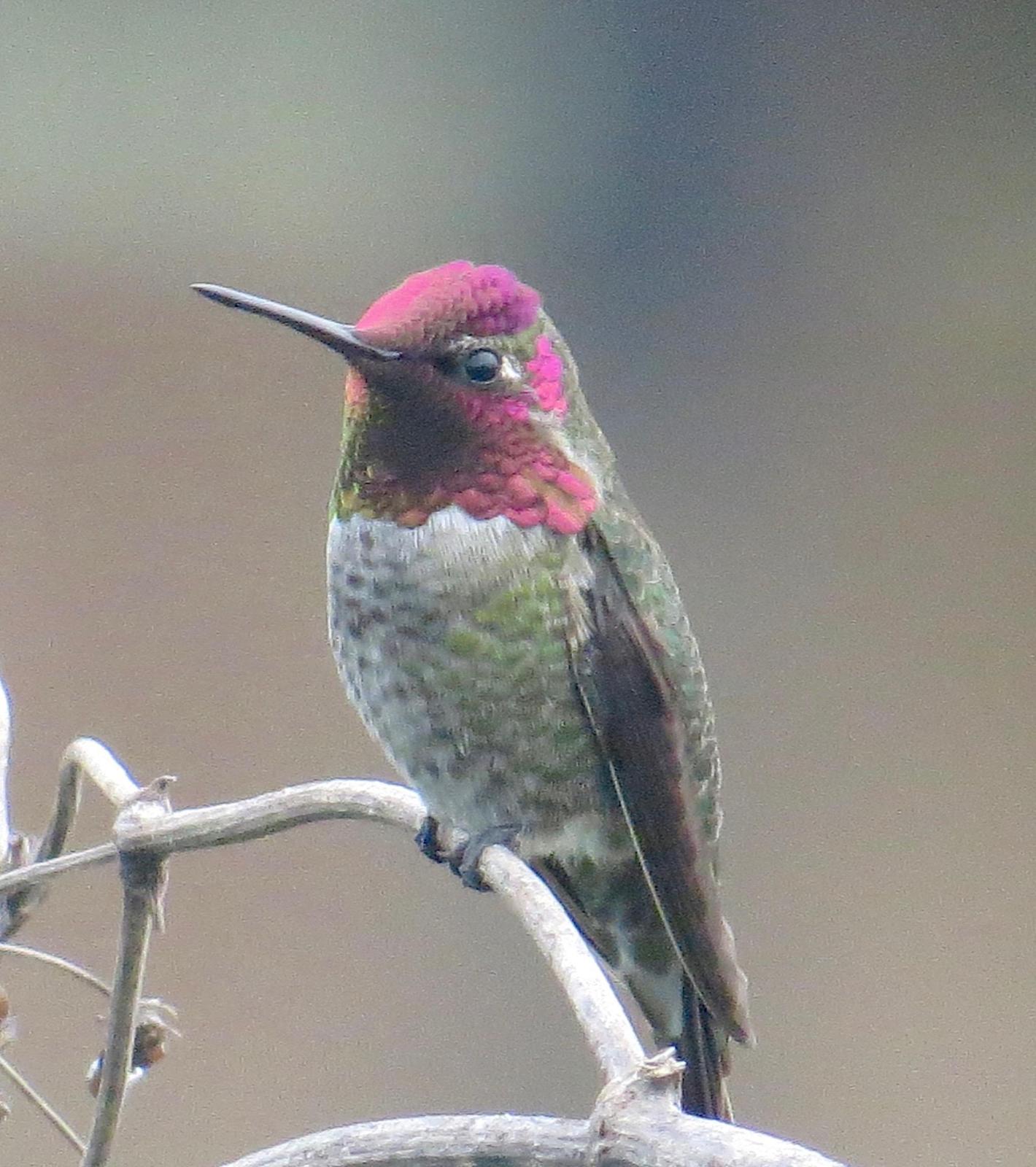 Anna's Hummingbird Photo by Don Glasco