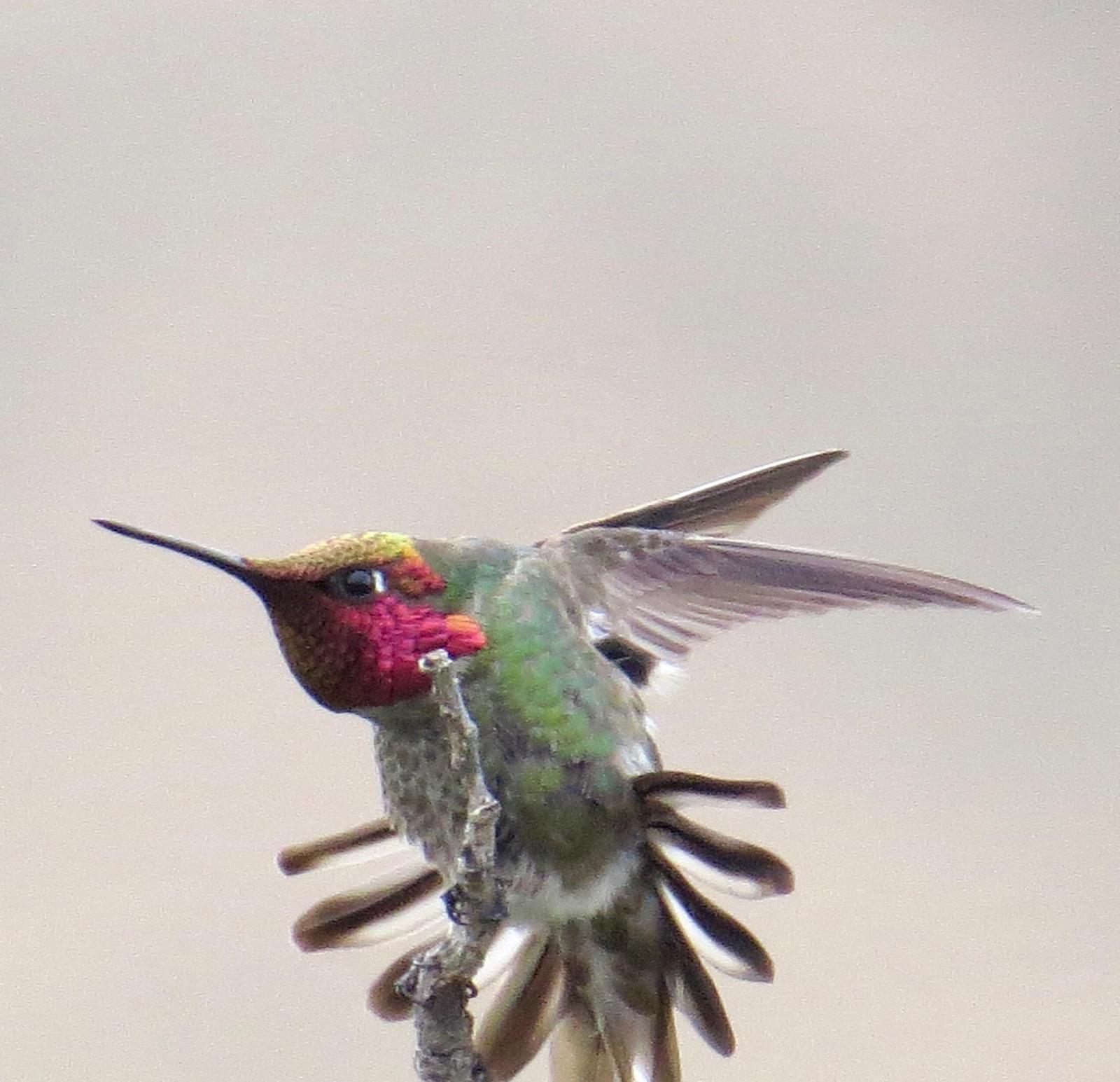 Anna's Hummingbird Photo by Don Glasco