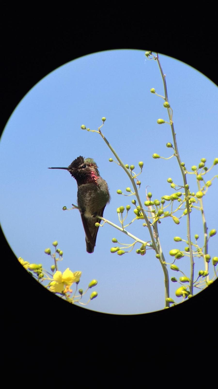 Anna's Hummingbird Photo by Jennifer Miller