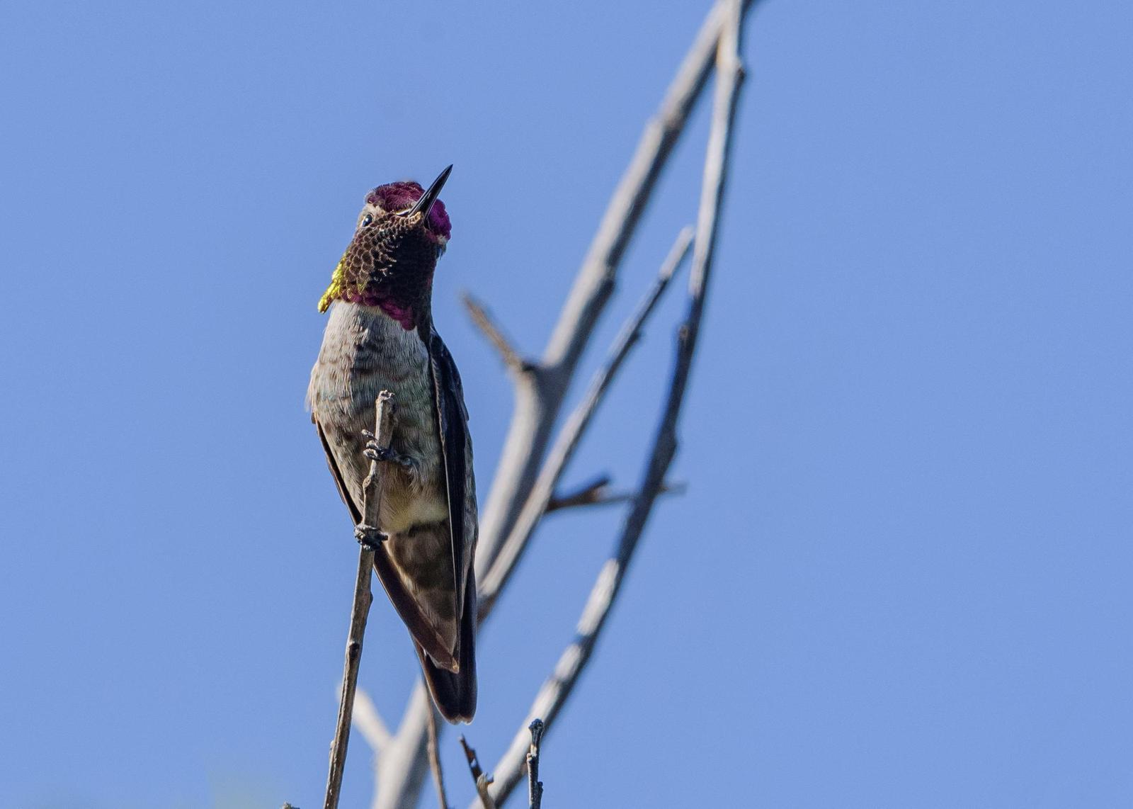 Anna's Hummingbird Photo by Keshava Mysore