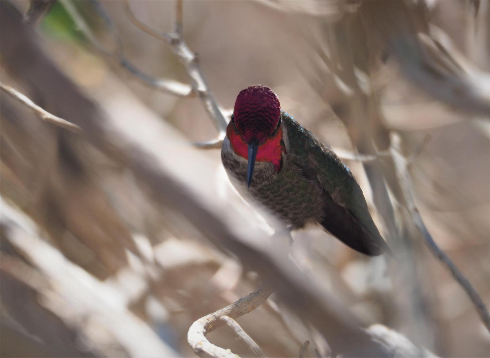 Anna's Hummingbird Photo by Colin Hill