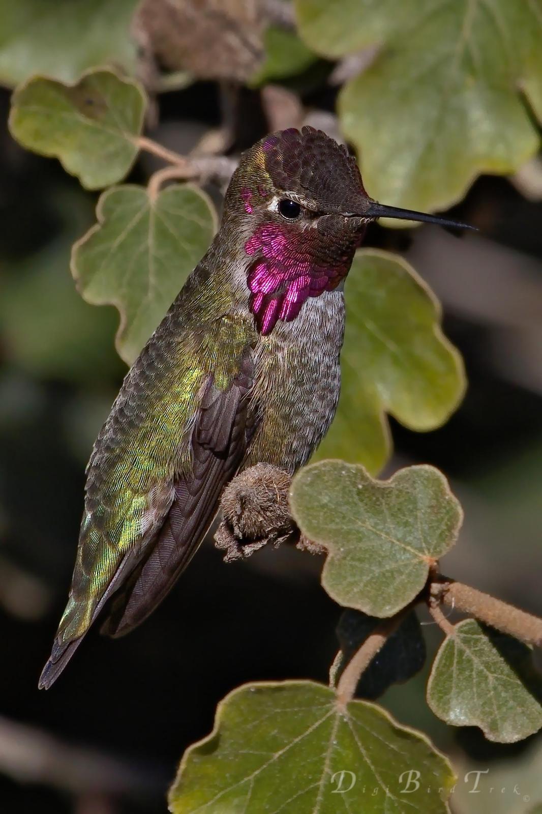 Anna's Hummingbird Photo by Digibirdtrek CA