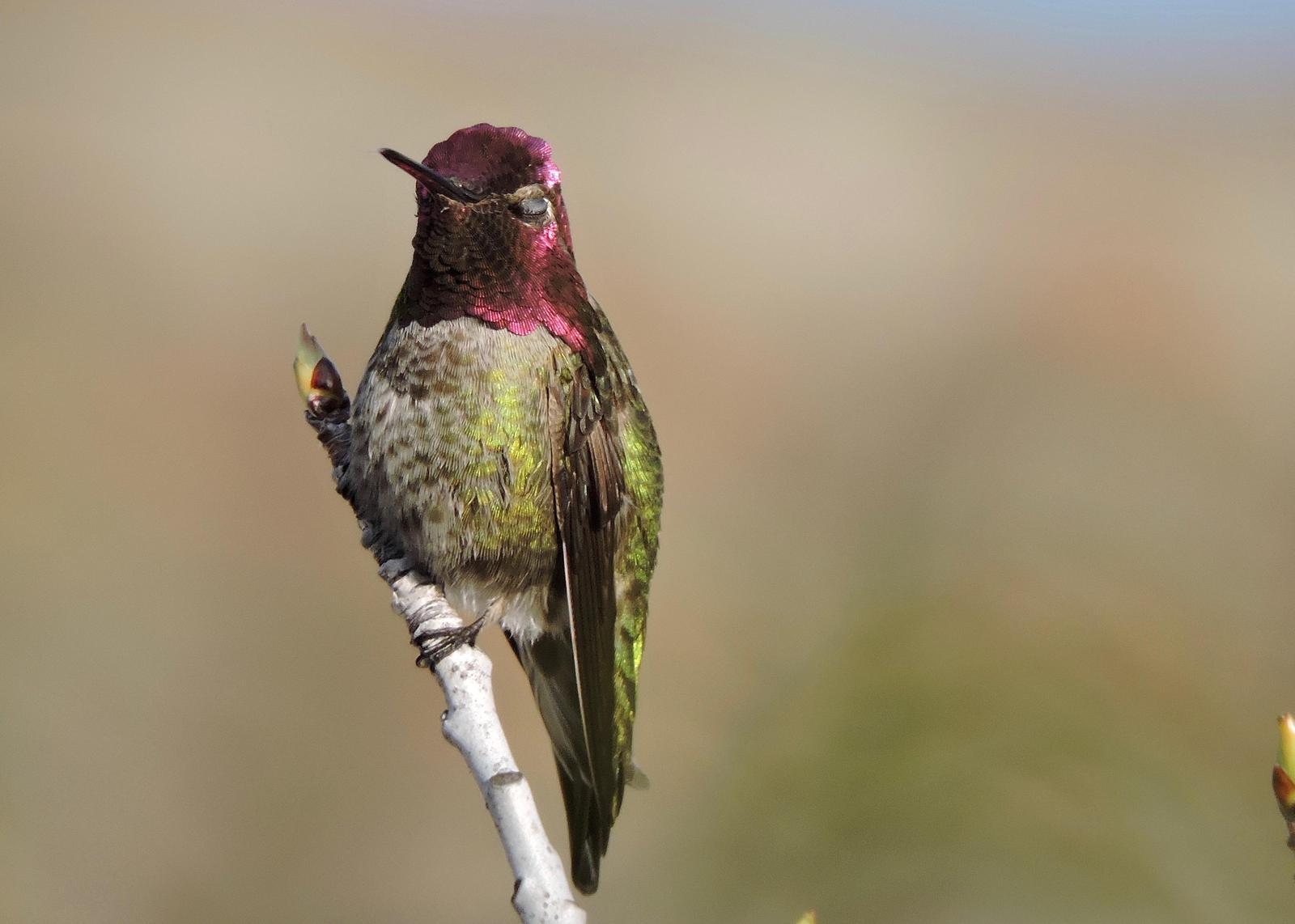 Anna's Hummingbird Photo by Yvonne Burch-Hartley