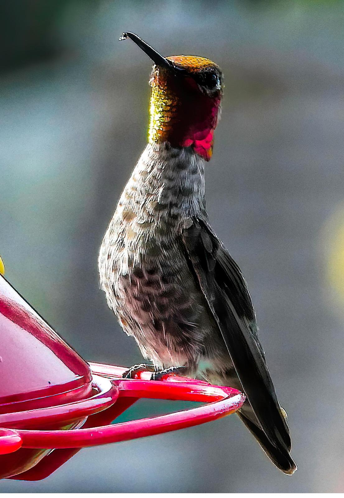 Anna's Hummingbird Photo by Dan Tallman