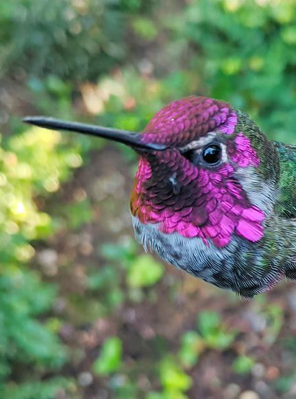 Anna's Hummingbird Photo by Dan Tallman