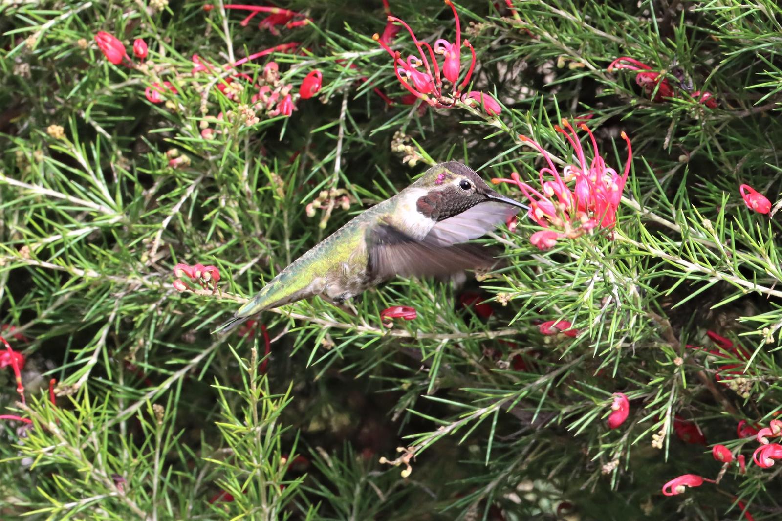 Anna's Hummingbird Photo by Richard Jeffers