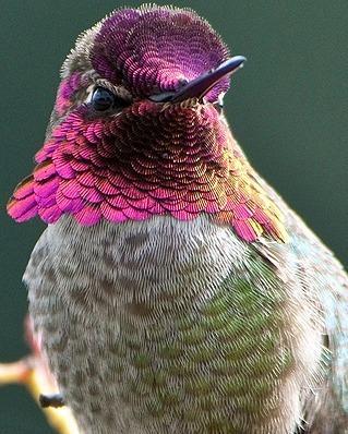 Anna's Hummingbird Photo by Pete Myers