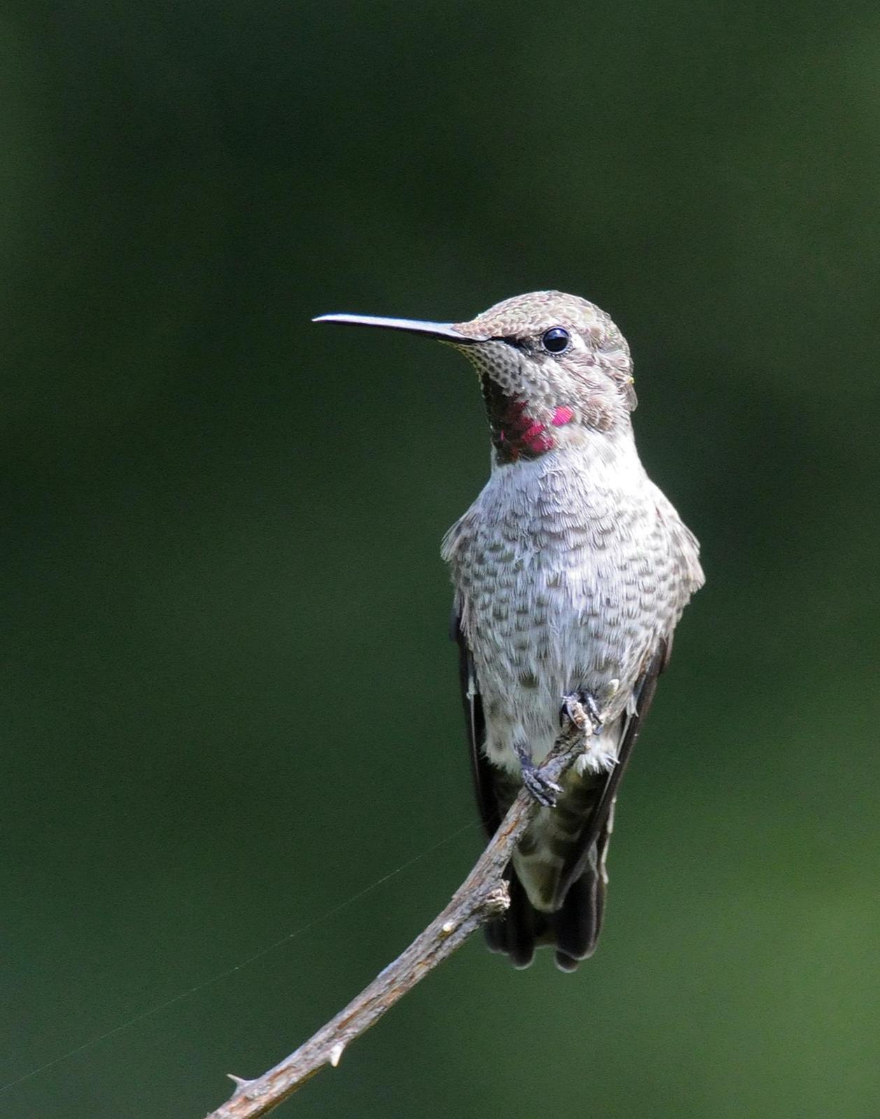 Anna's Hummingbird Photo by Steven Mlodinow