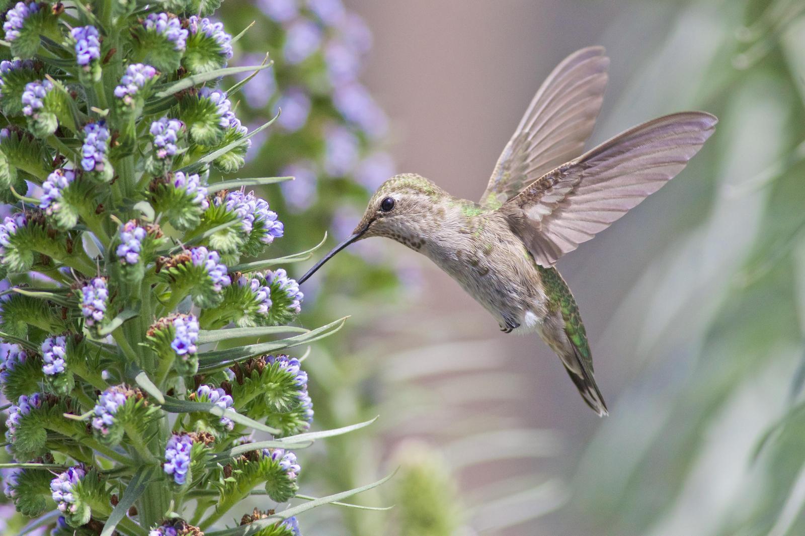 Anna's Hummingbird Photo by Tom Ford-Hutchinson