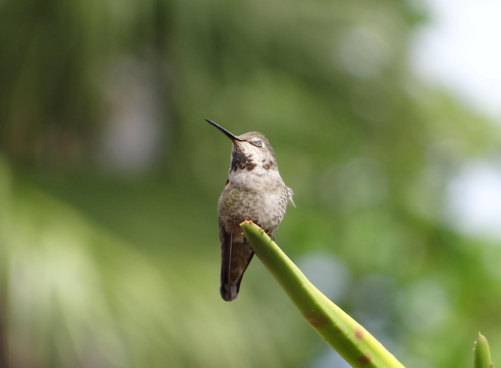 Anna's Hummingbird Photo by Jeff Hardy