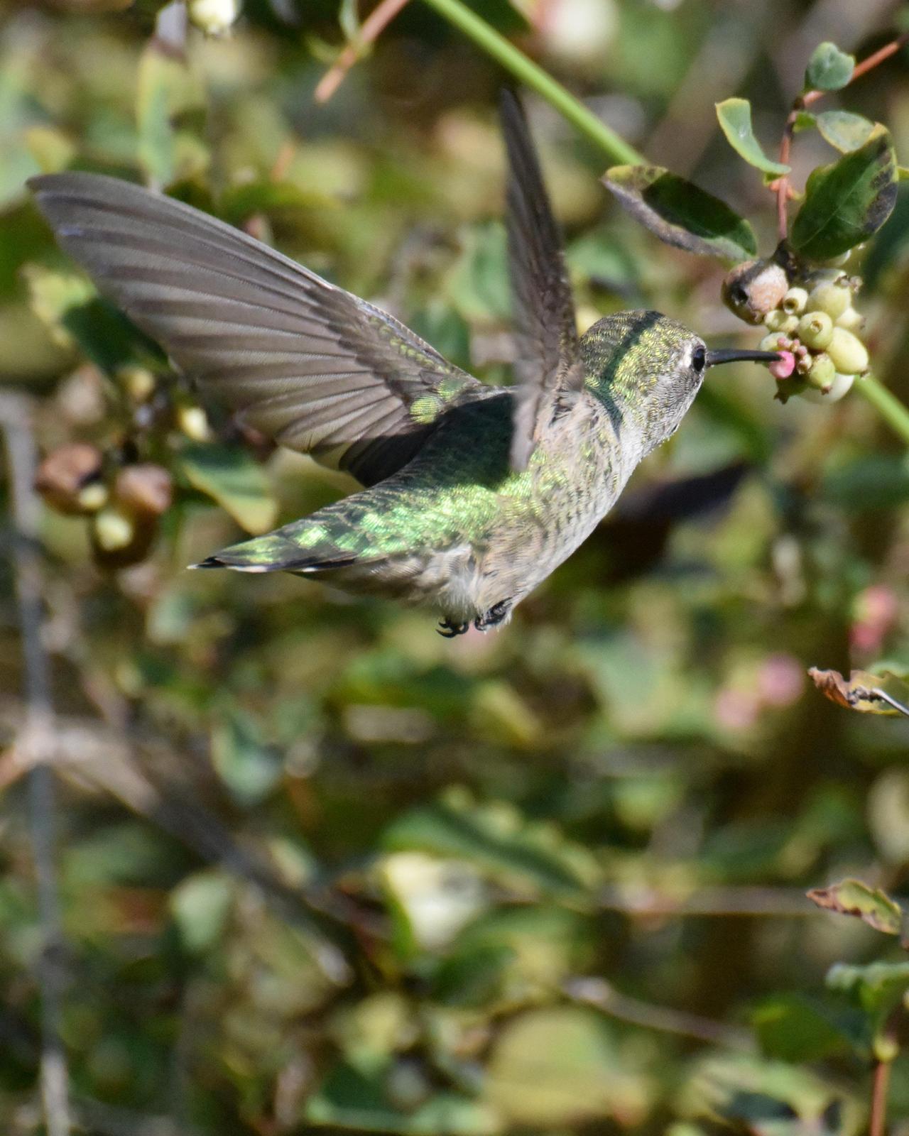 Anna's Hummingbird Photo by Emily Percival