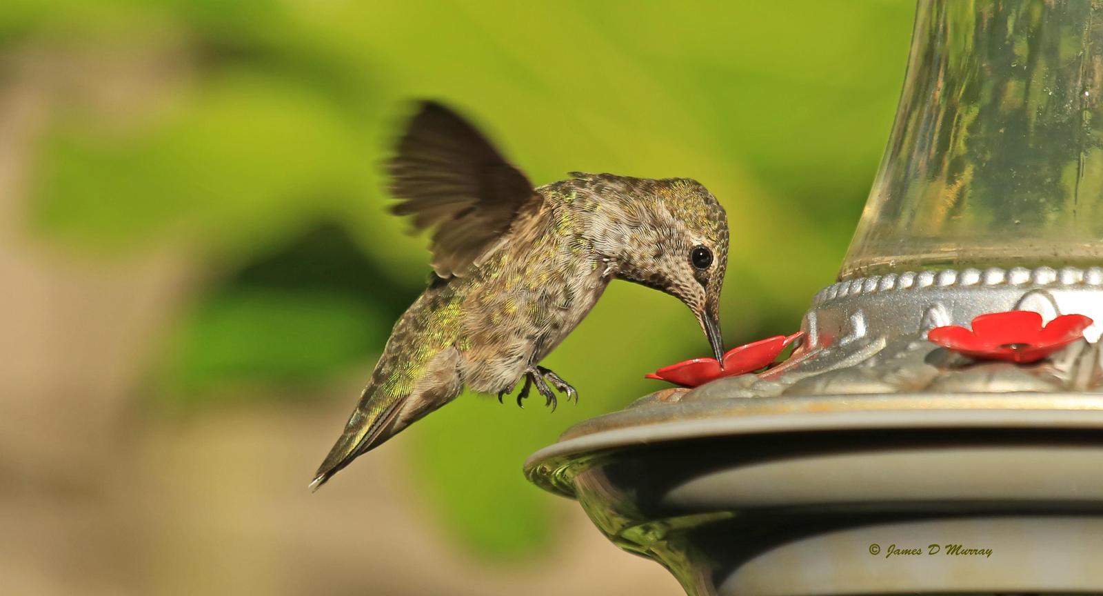 Anna's Hummingbird Photo by Jim  Murray