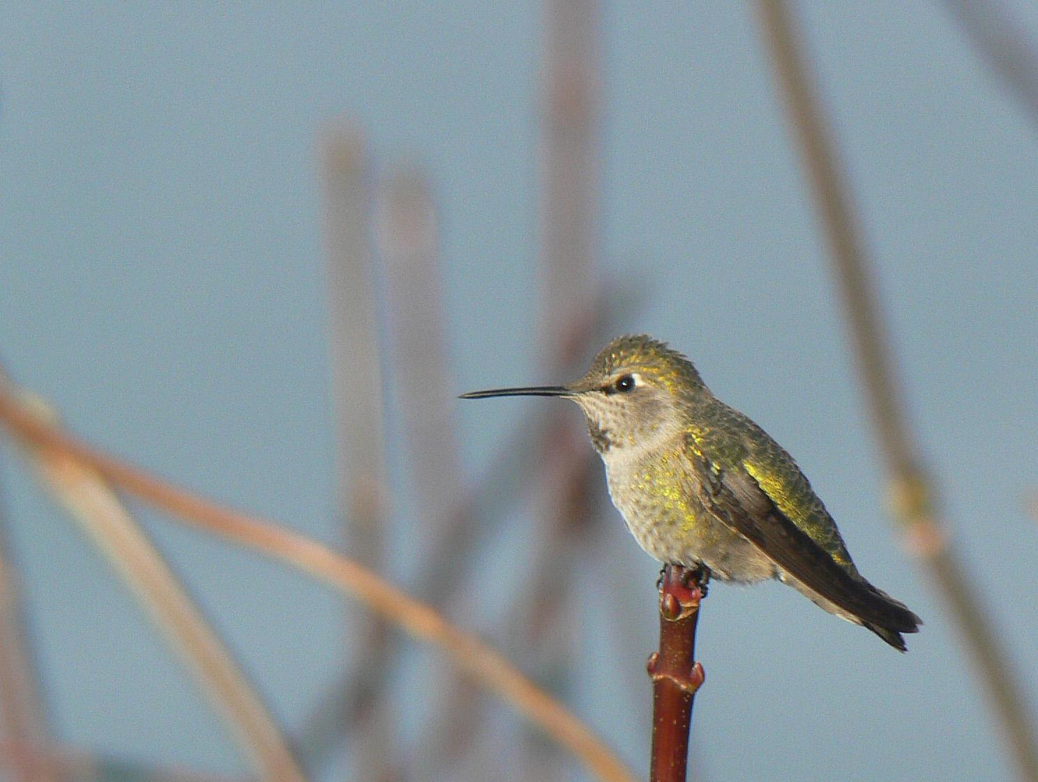 Anna's Hummingbird Photo by Steven Mlodinow