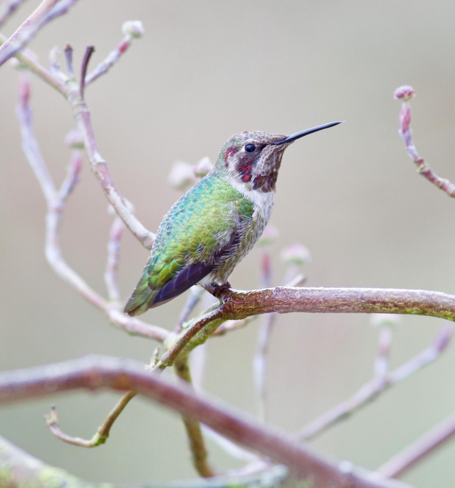 Anna's Hummingbird Photo by Kathryn Keith