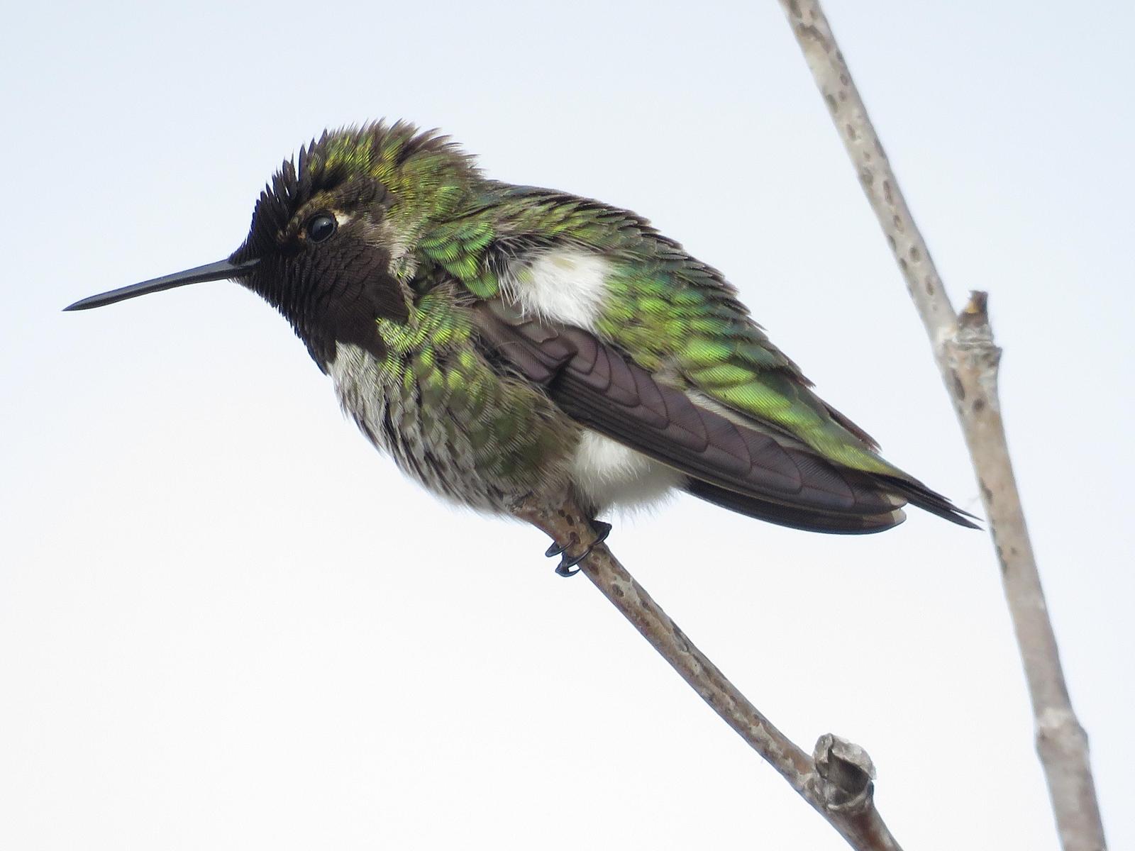 Anna's Hummingbird Photo by Bob Neugebauer