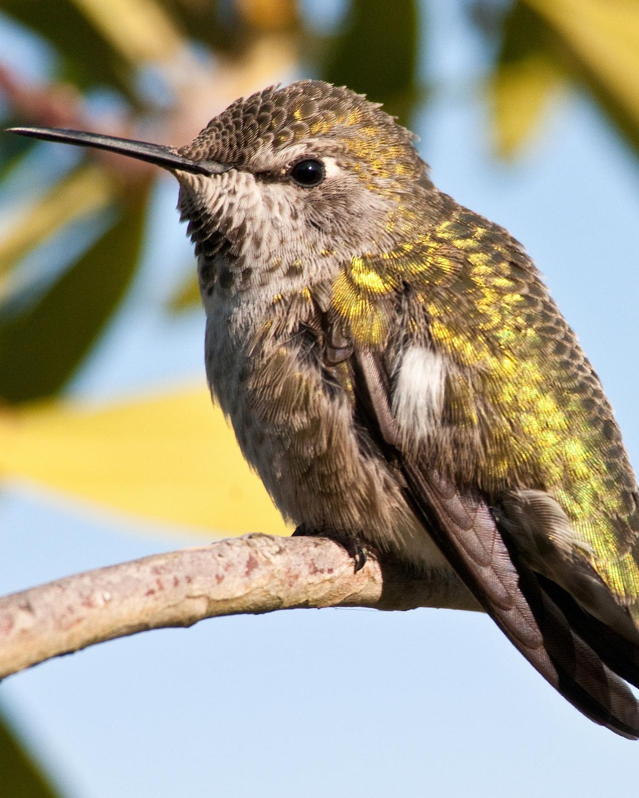Anna's Hummingbird Photo by David Bell