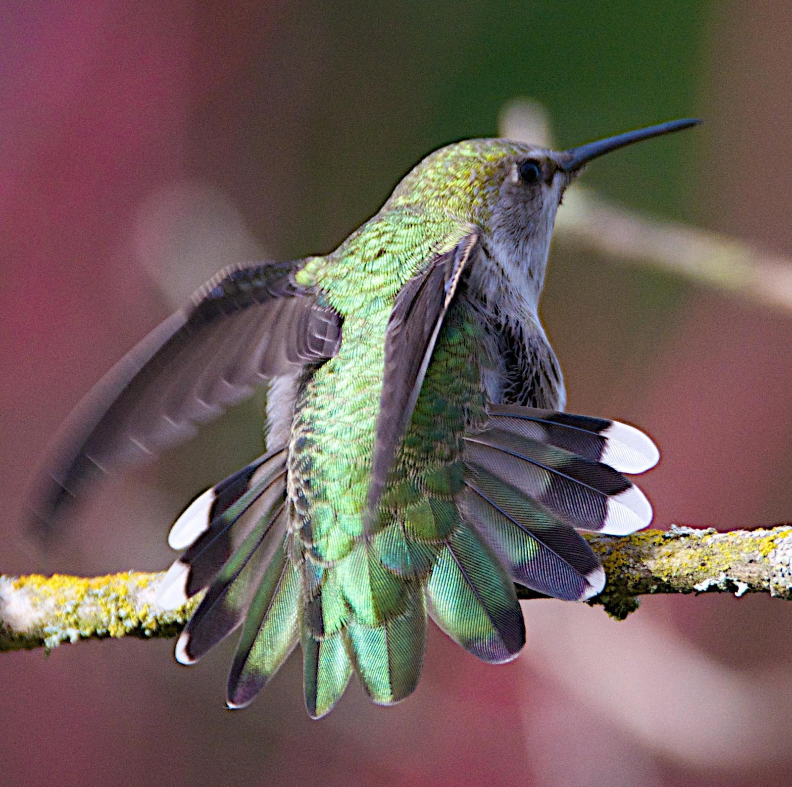 Anna's Hummingbird Photo by Brian Avent