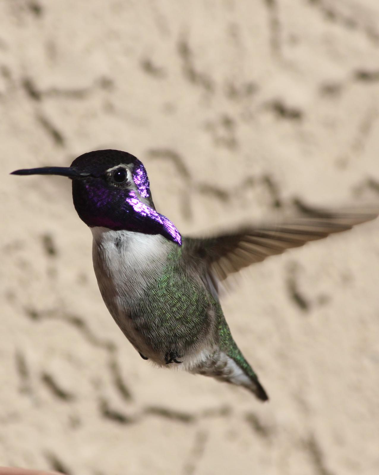 Costa's Hummingbird Photo by Andrew Core