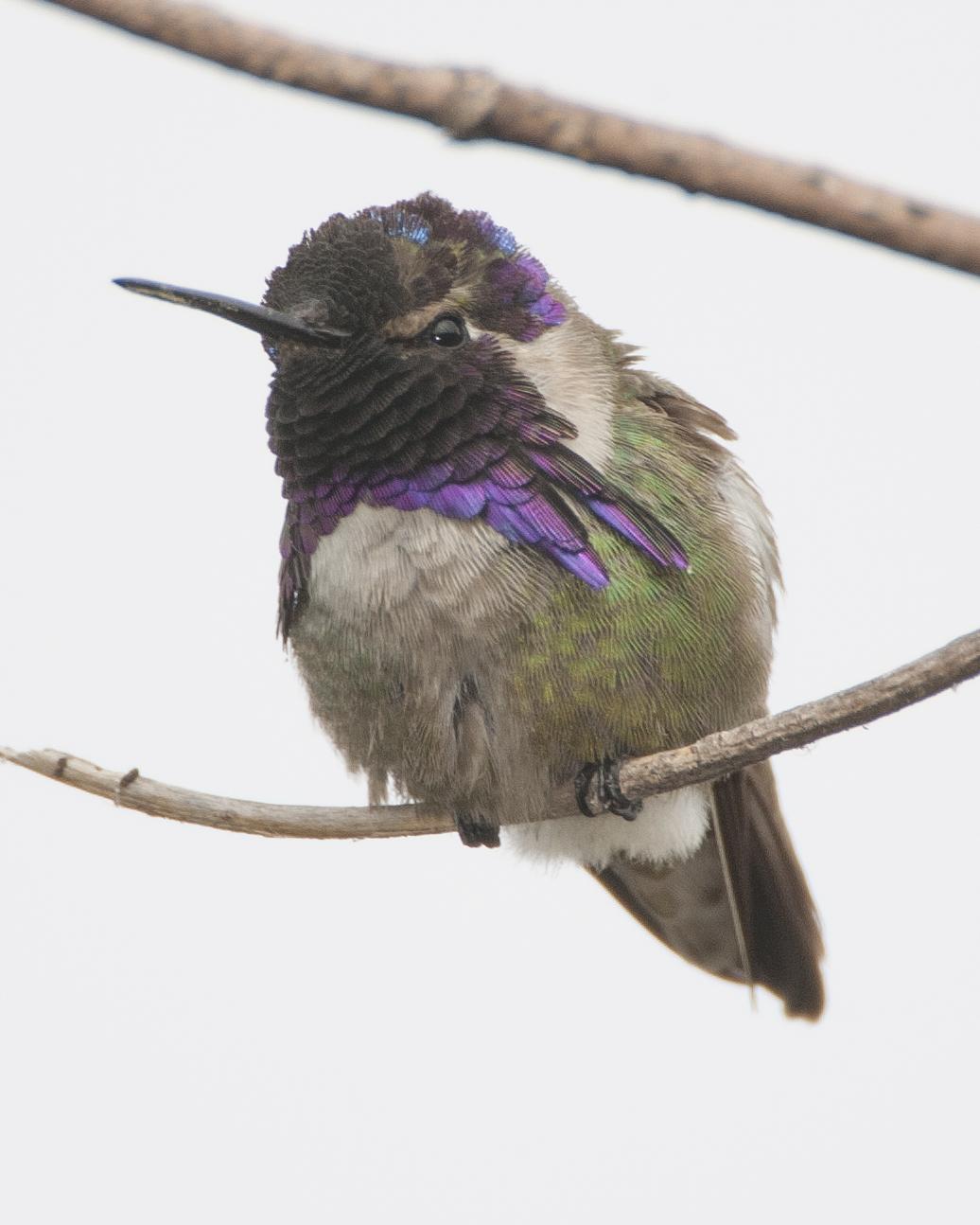 Costa's Hummingbird Photo by Jeff Moore