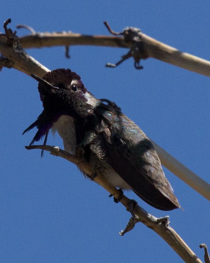 Costa's Hummingbird Photo by Anita Strawn de Ojeda