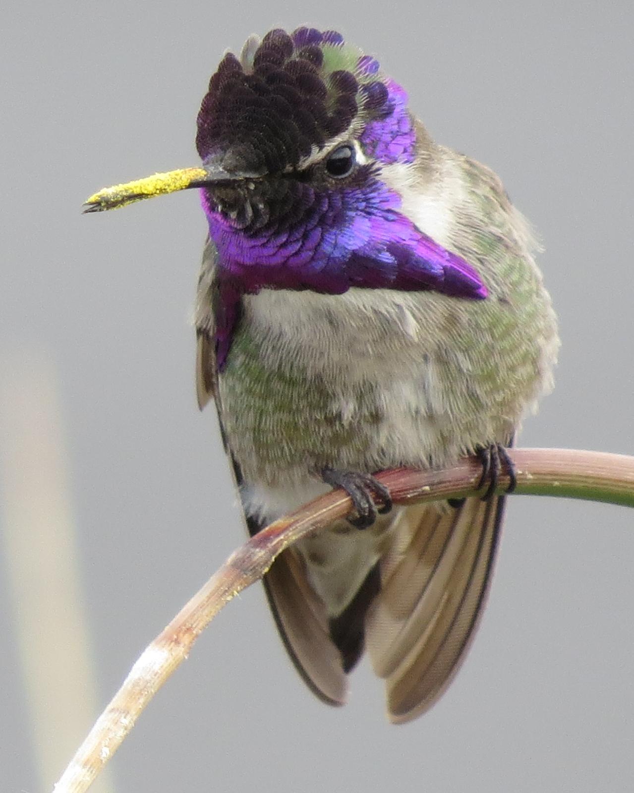 Costa's Hummingbird Photo by Robin Barker