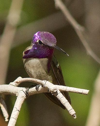 Costa's Hummingbird Photo by Gerald Hoekstra