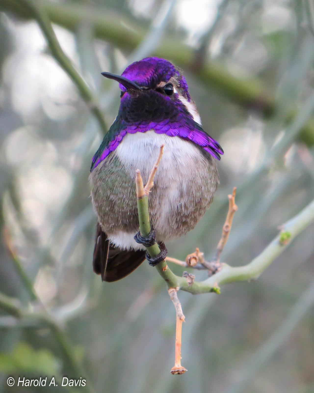 Costa's Hummingbird Photo by Harold Davis