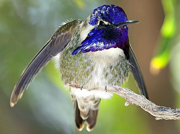 Costa's Hummingbird Photo by Dan Tallman