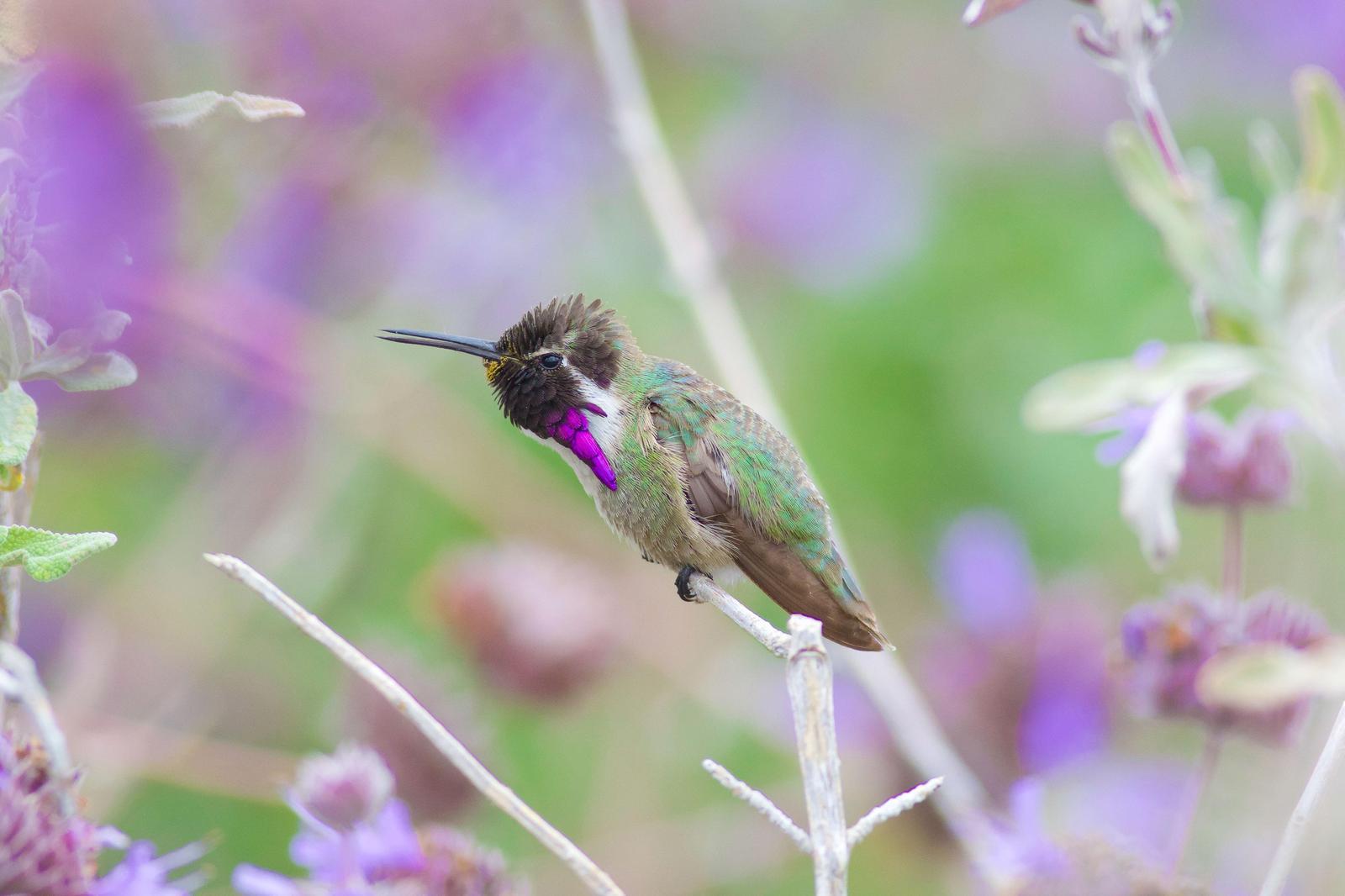 Costa's Hummingbird Photo by Tom Ford-Hutchinson