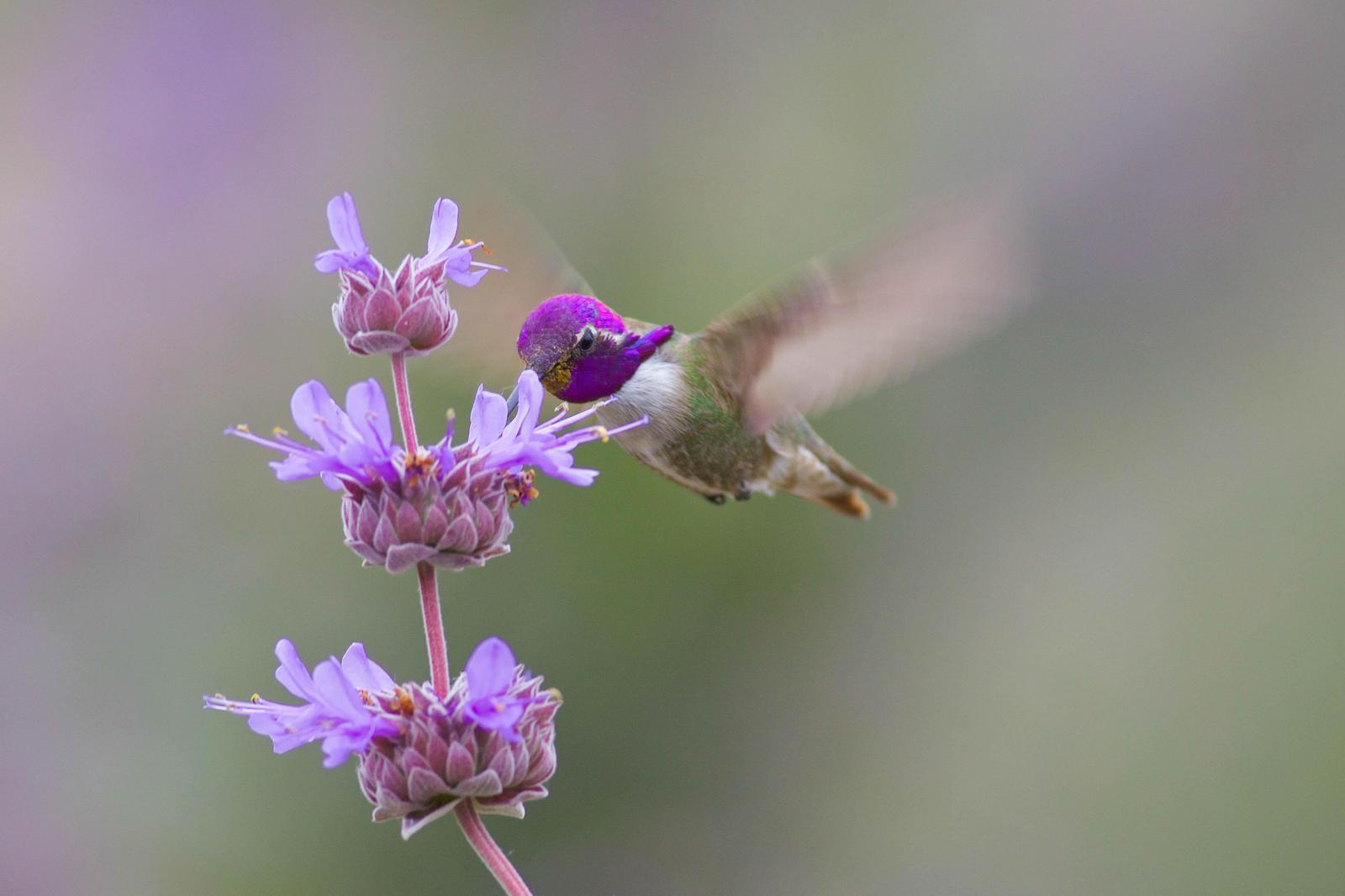 Costa's Hummingbird Photo by Tom Ford-Hutchinson