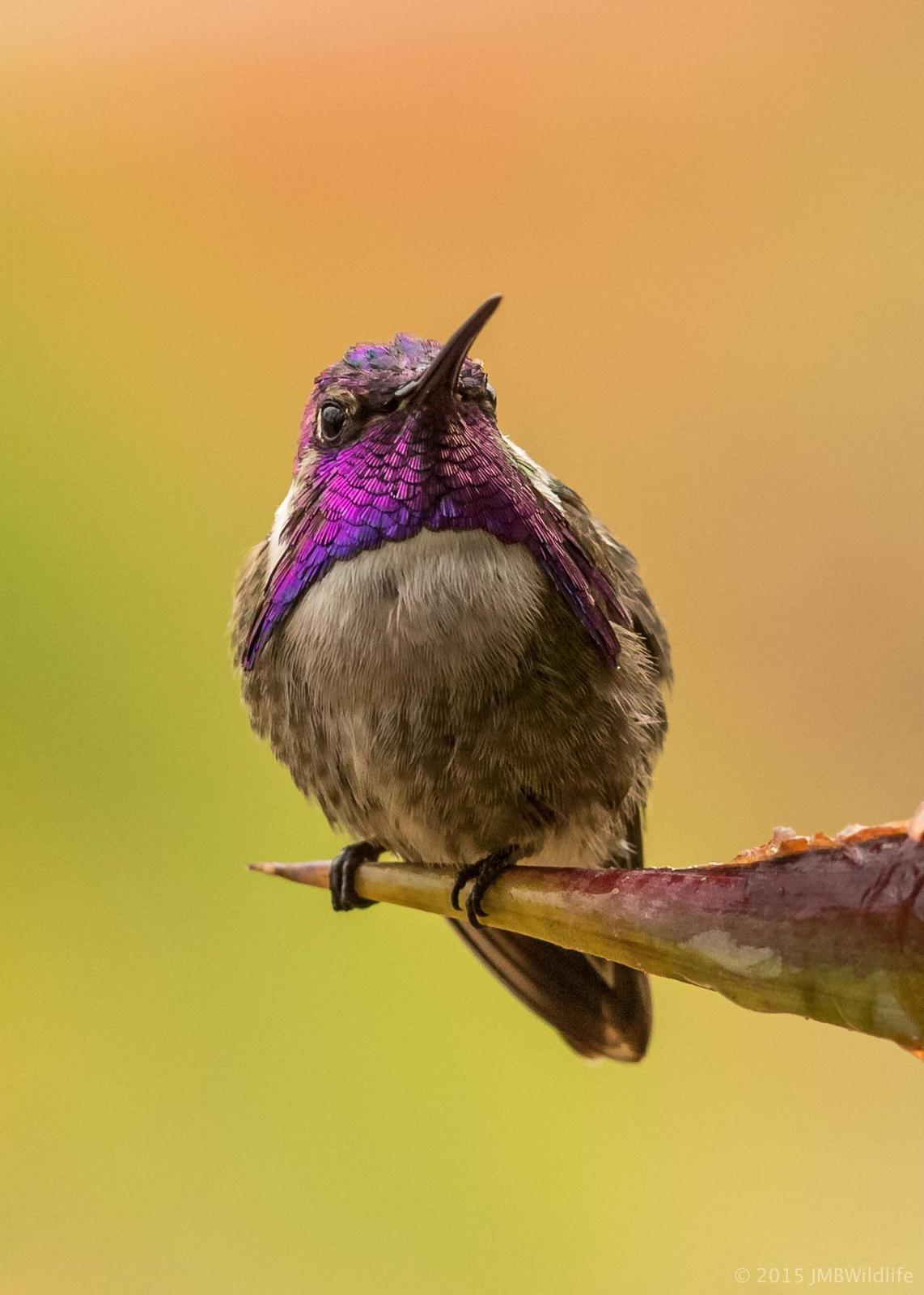 Costa's Hummingbird Photo by Jeff Bray