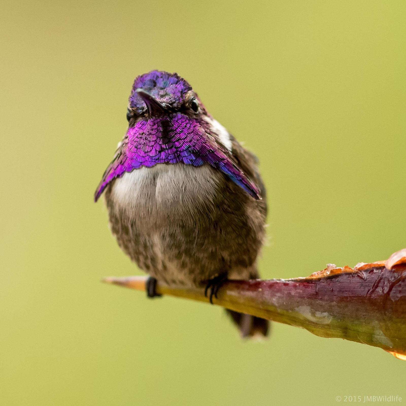 Costa's Hummingbird Photo by Jeff Bray