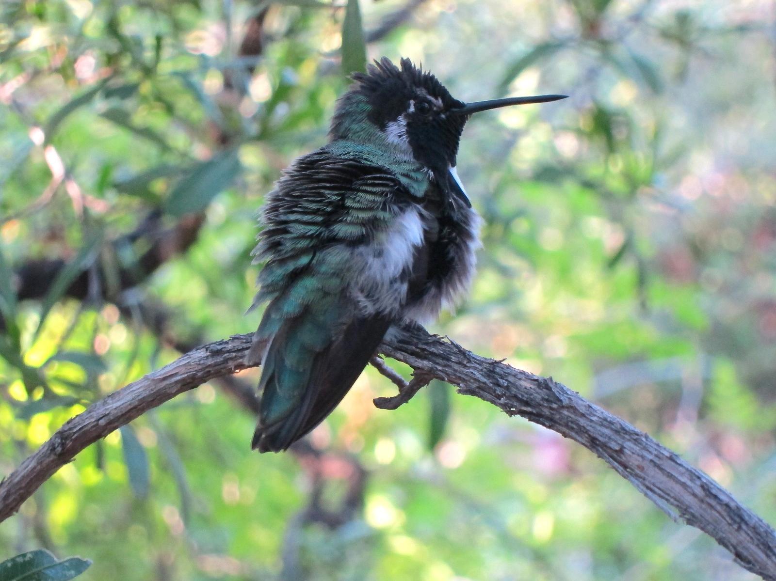 Costa's Hummingbird Photo by Joseph Pescatore