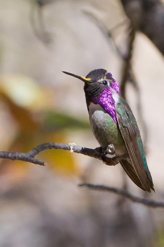 Costa's Hummingbird Photo by Mason Rose