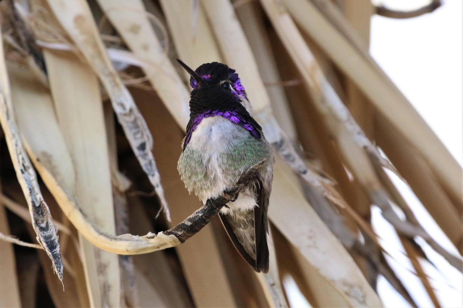 Costa's Hummingbird Photo by Richard Jeffers