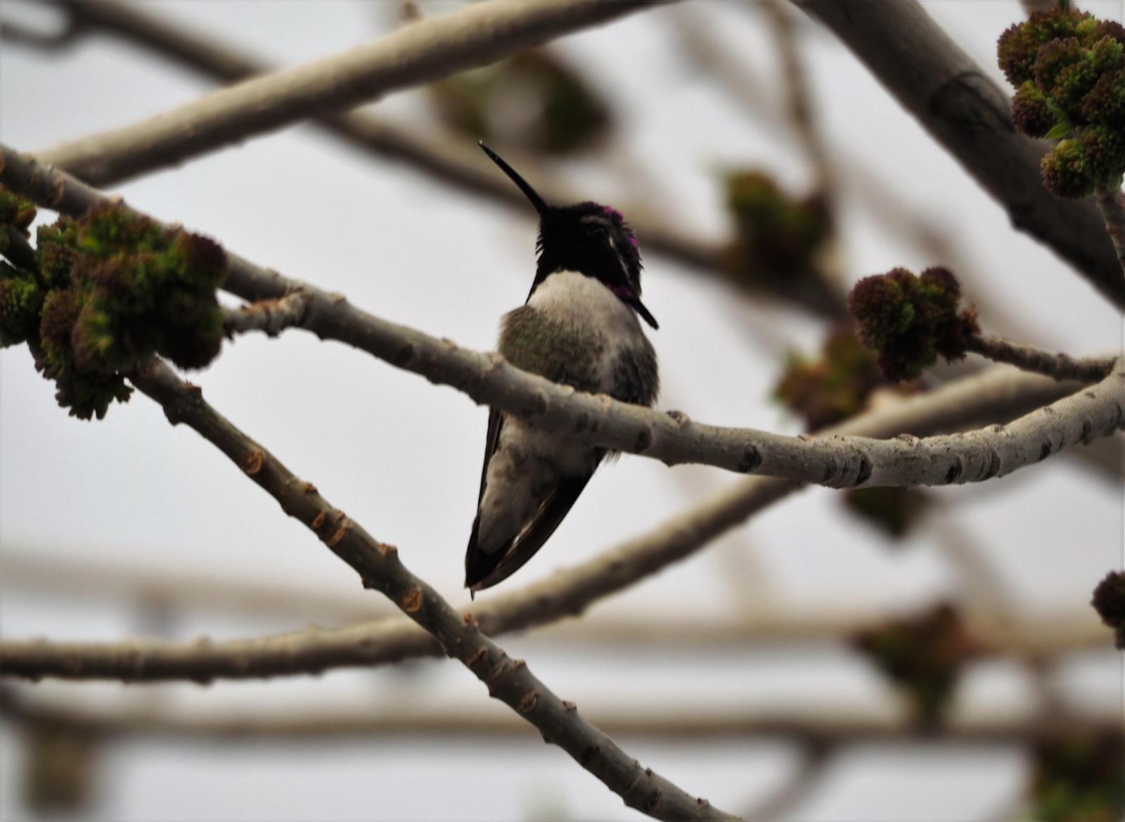 Costa's Hummingbird Photo by Colin Hill