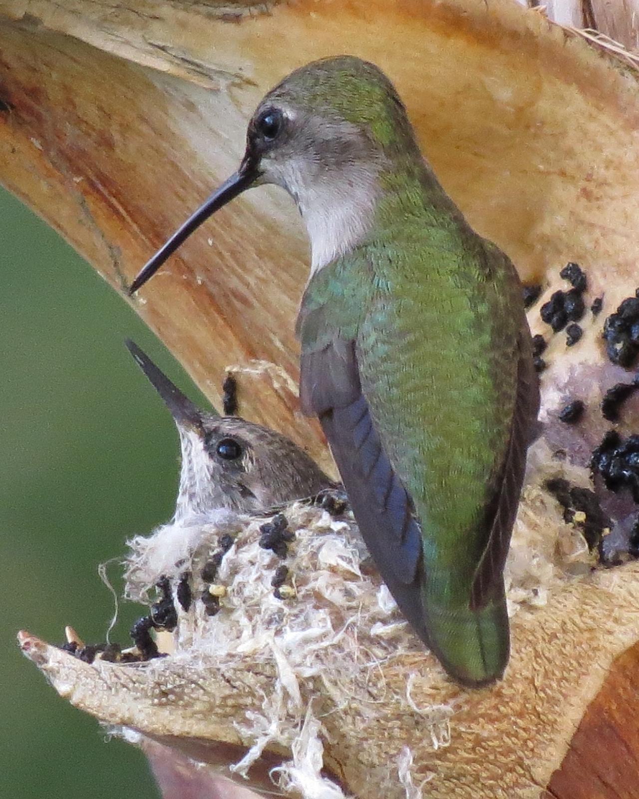 Costa's Hummingbird Photo by Robin Barker