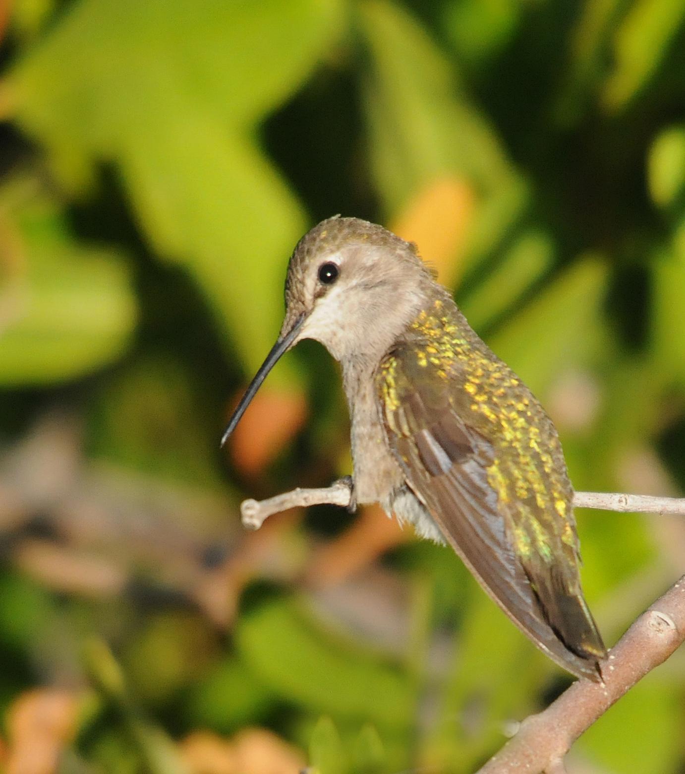 Costa's Hummingbird Photo by Steven Mlodinow