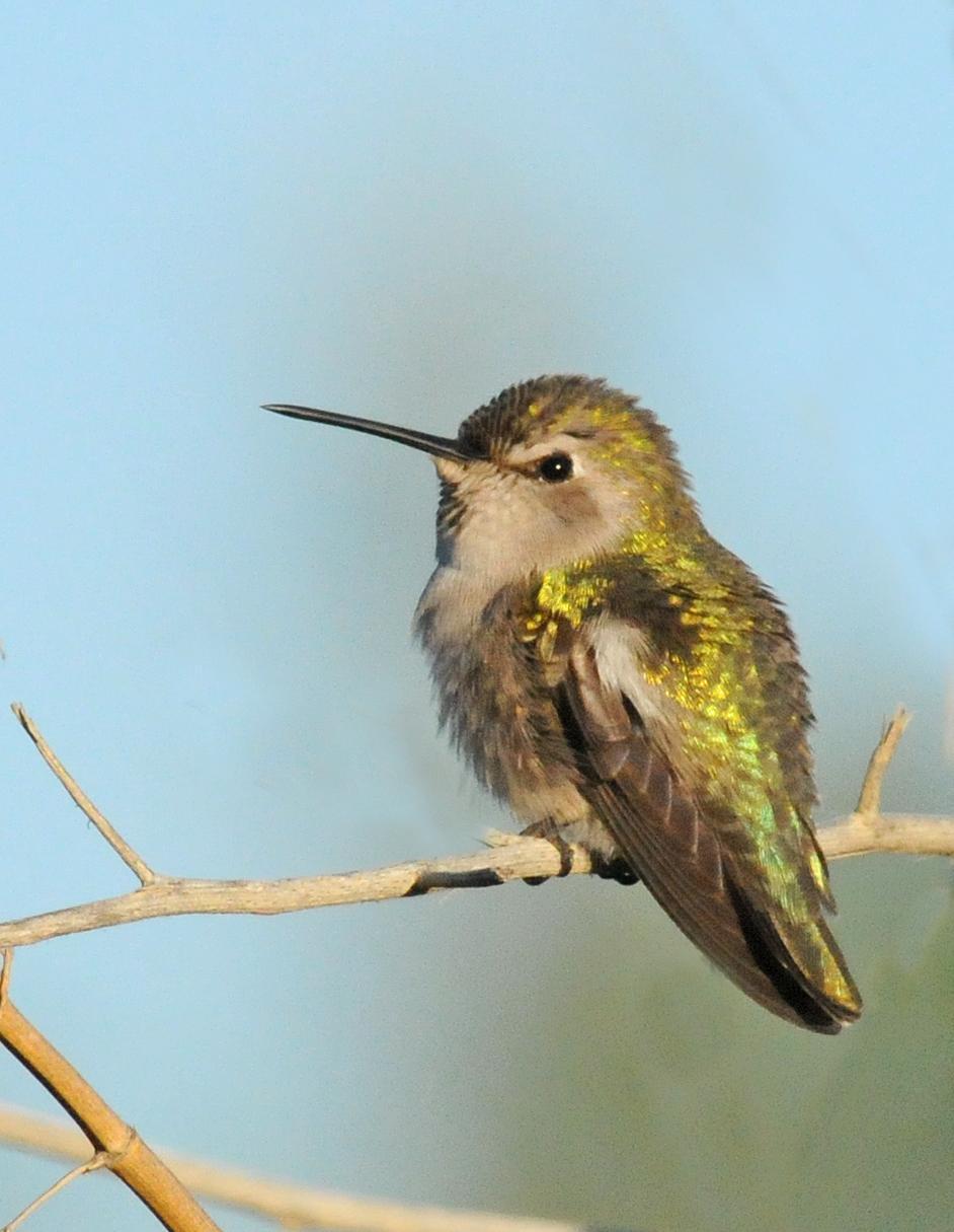 Costa's Hummingbird Photo by Steven Mlodinow