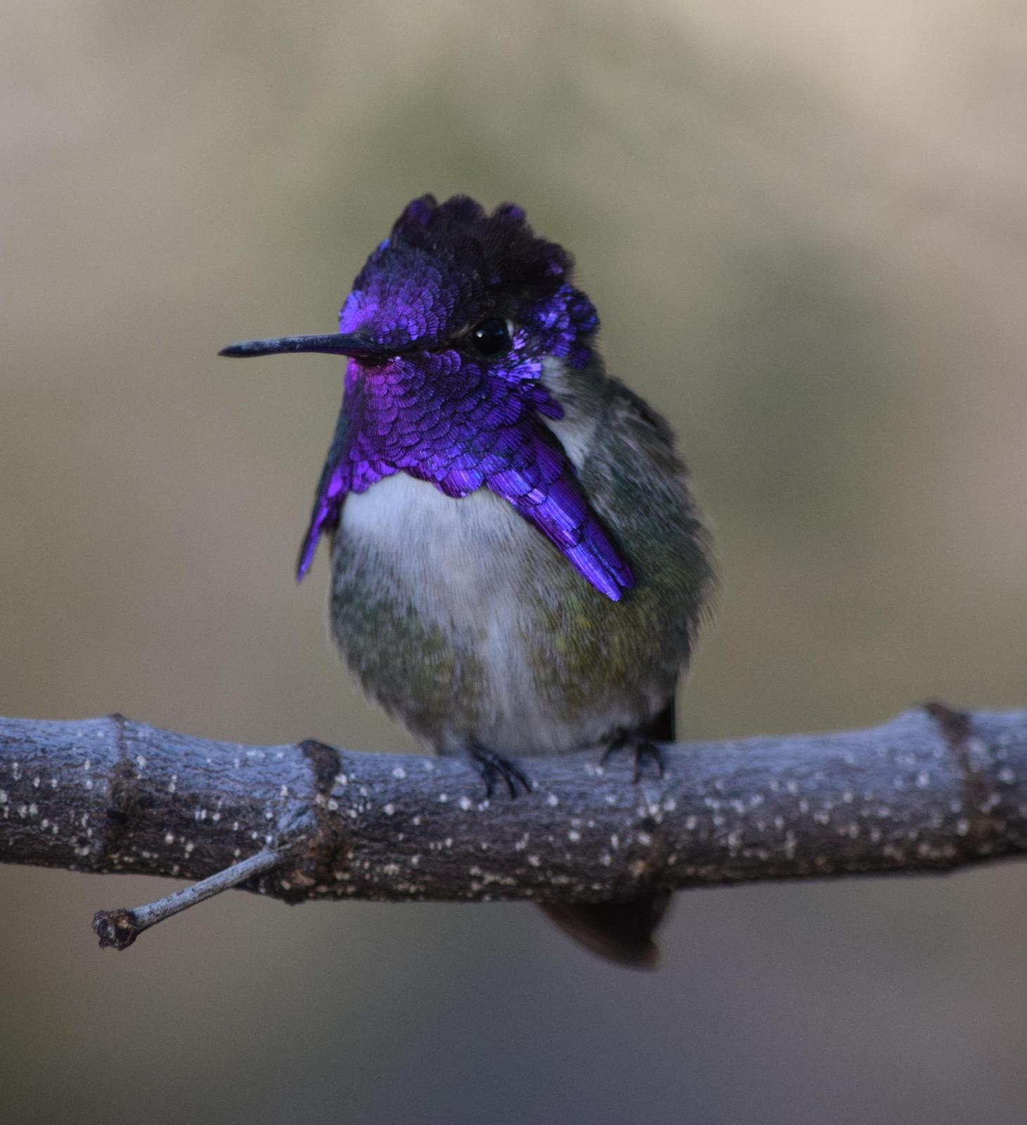 Costa's Hummingbird Photo by Ken Shawcroft