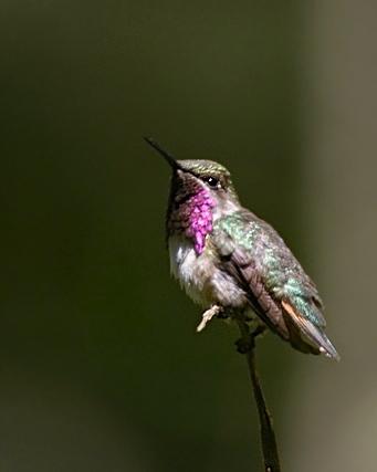 Bumblebee Hummingbird Photo by Rene Valdes